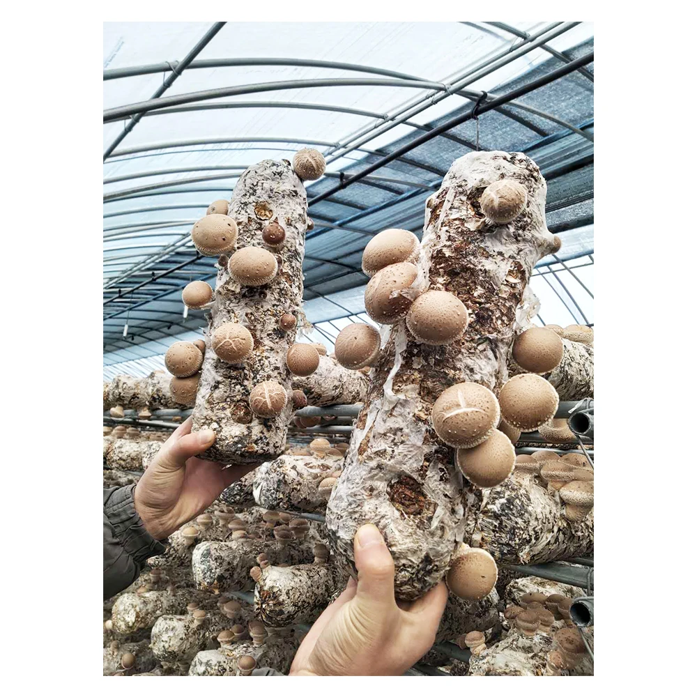 
Shiitake mushroom growing kit customizable shiitake mushroom spawn 