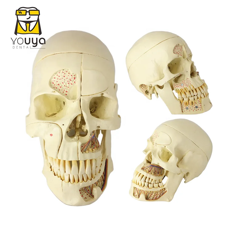 Medical Teaching Skull Model Dental Tooth Model For Training And Teaching