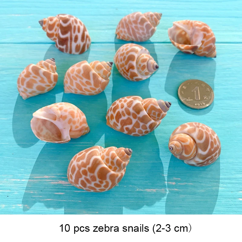 Small Seashell Mix Tiny Sea Shell Lot Beach Wedding Decor Sea Shells for Crafts