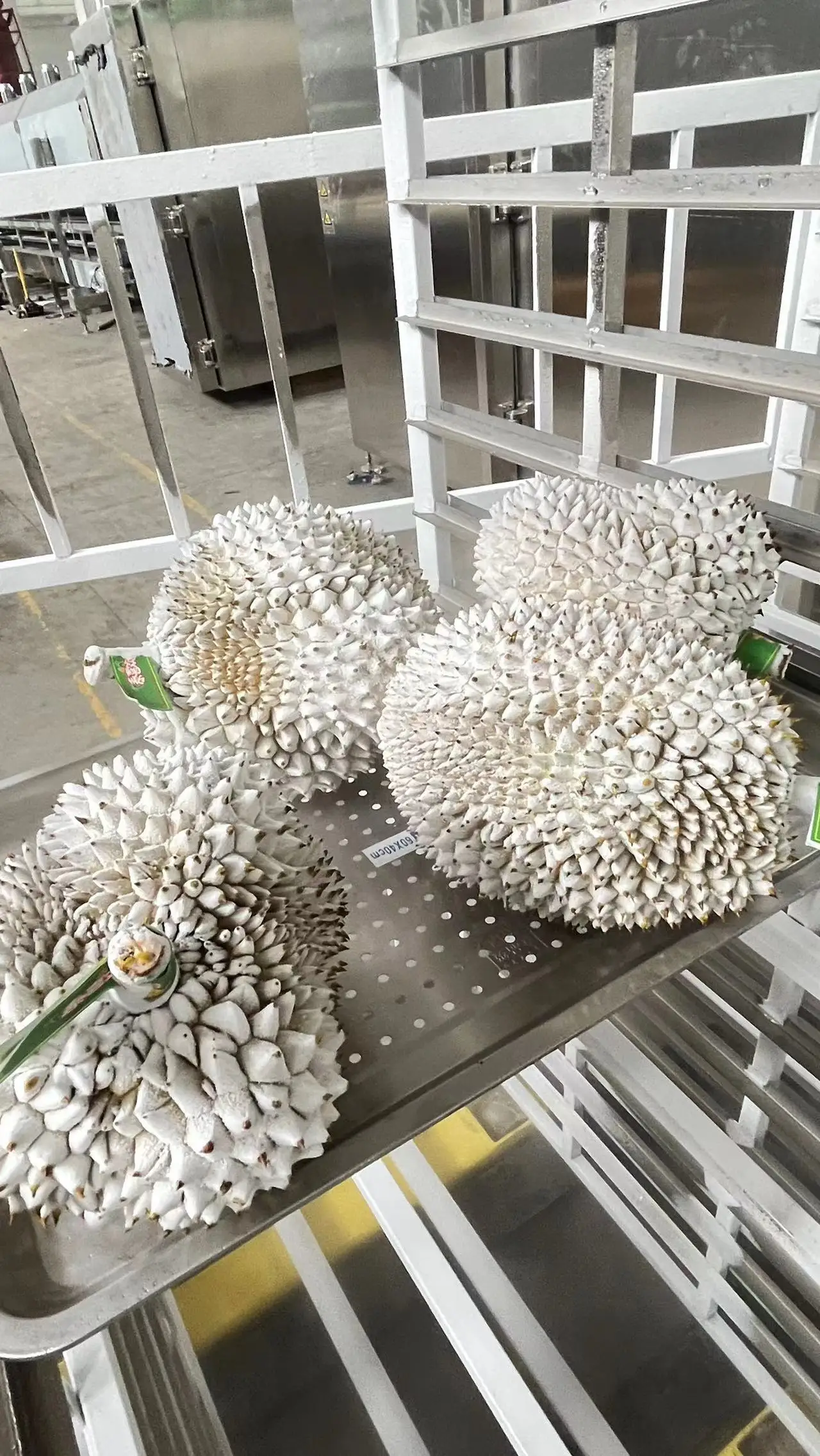 Liquid Nitrogen  Cabinet Type  Durian Instant Freezer