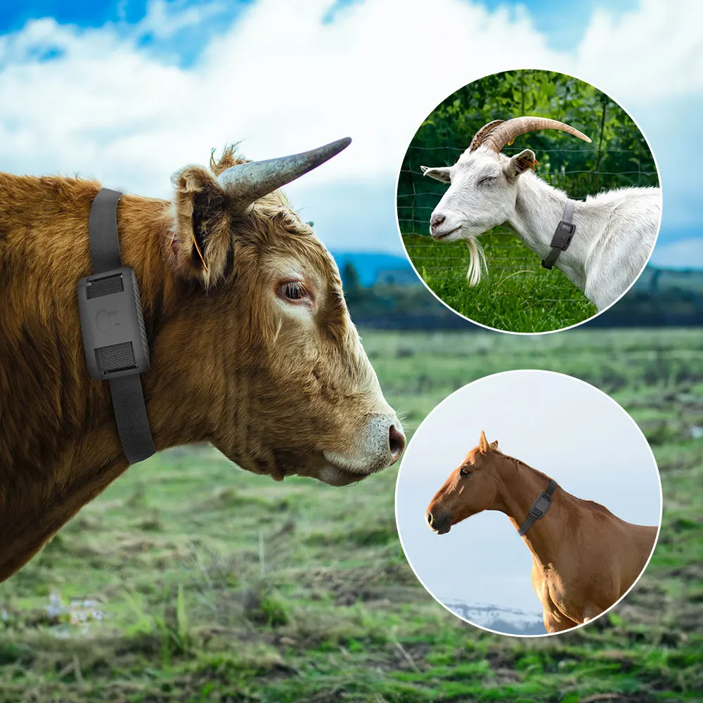 Locator Waterproof IPX6 GPS Tracker Animal Camel GPS Tracker For Cow With APP