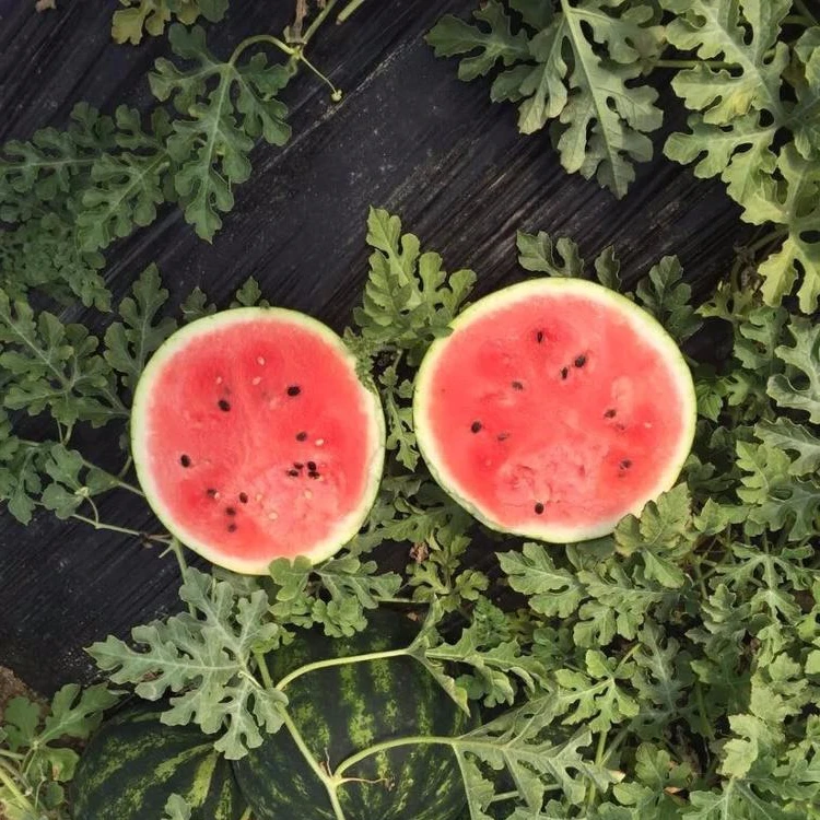 
Hot sell high quality competitive price frozen summer sweet watermelon 