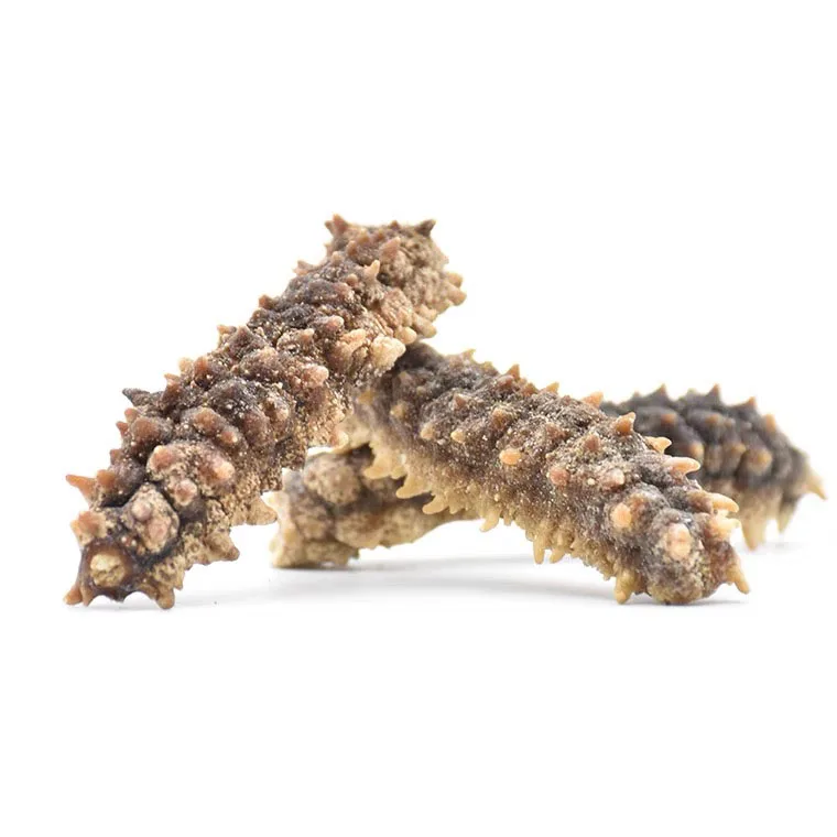 Wholesale Indonesian Tubular Dried Sea Cucumber