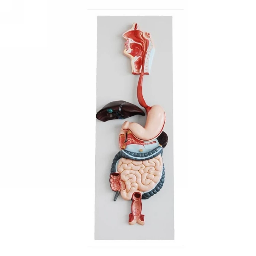 Advanced human digestive system model,Human organs anatomical model