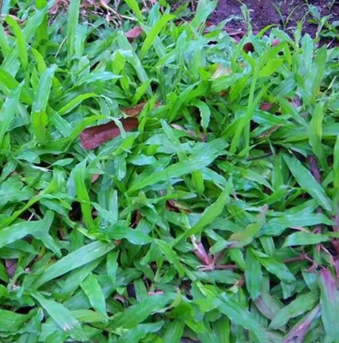 Зеленые тенистые задние дворы тропический ковер семена травы для продажи