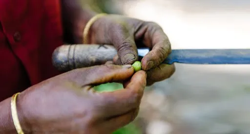Raw Green Coffee Beans | The green side of coffee | Vietnamese robusta beans | Wet polished