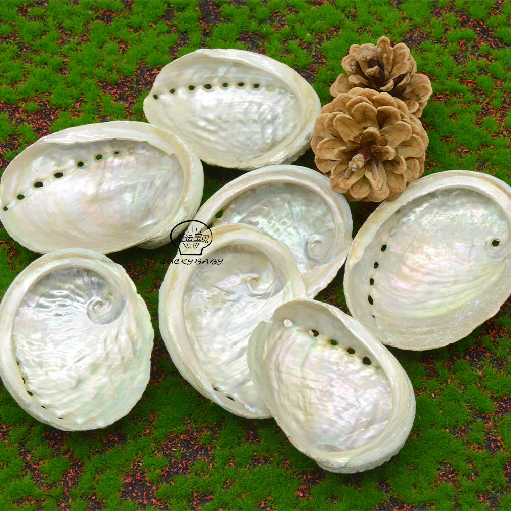 Wholesale Natural Raw Green Abalone Shell Smudging With Stand