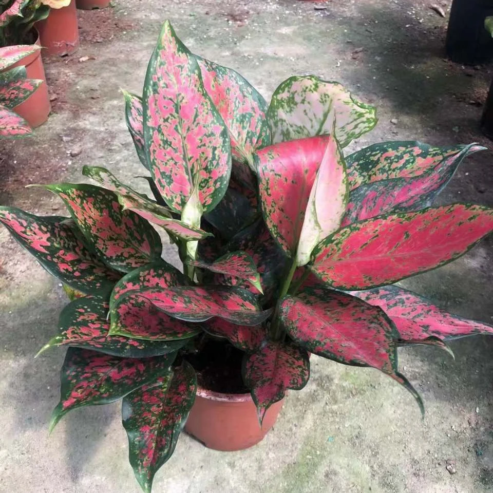 
Hotsale popular aglaonema live plants indoor bonsai on sale 