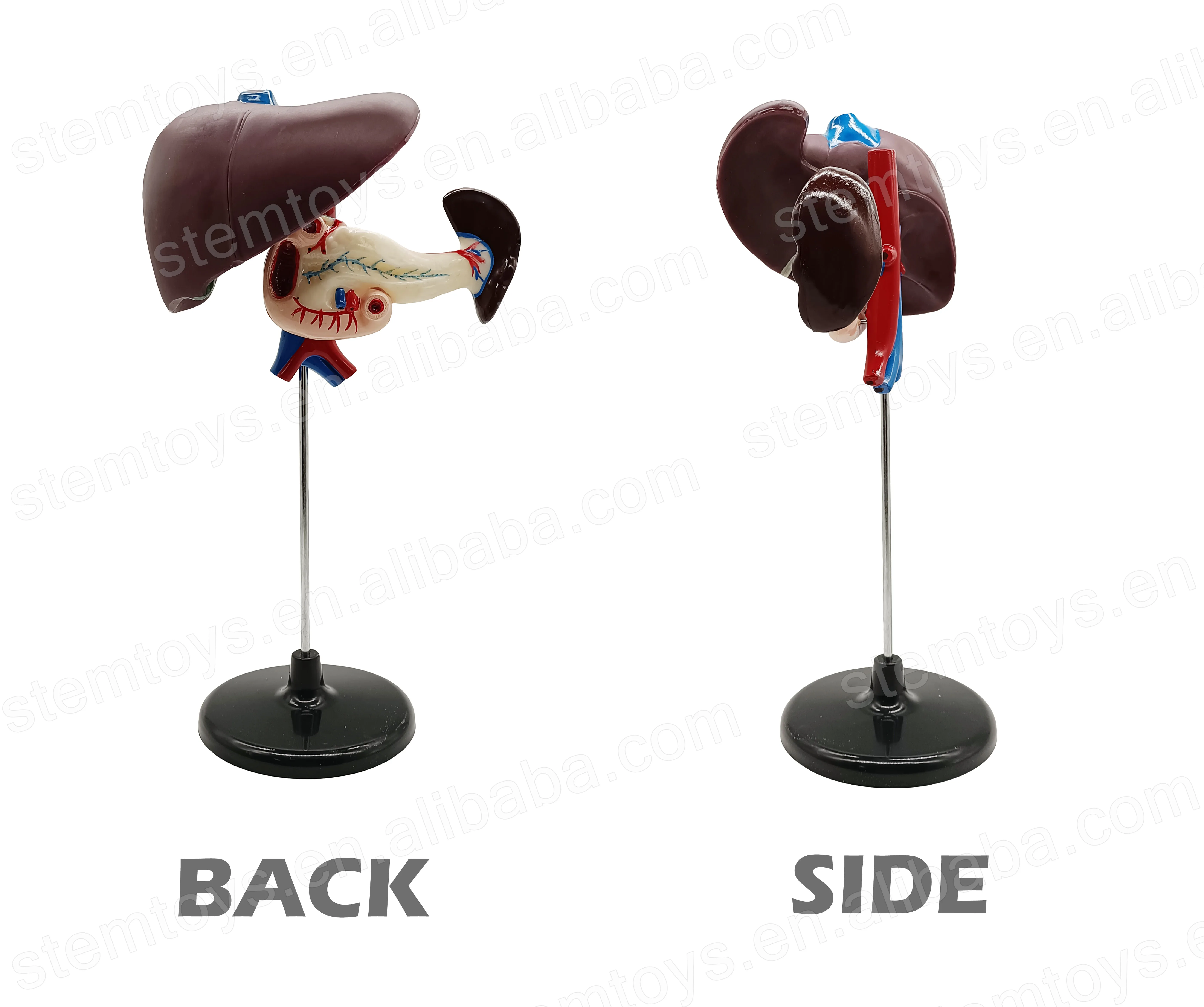 Anatomy Human Hepato-Duodeno-Pancreatic Model Junior Middle School Biological Human Visceral Teaching STEM Educational Model