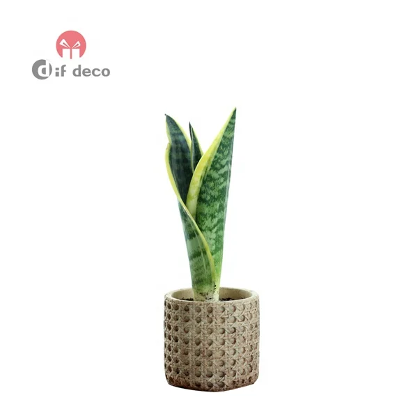 European style retro cement green flower pot for garden decoration