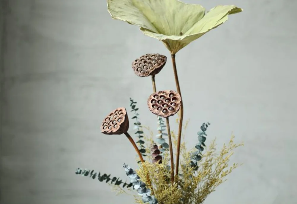dried decor plant Seedpod of the lotus