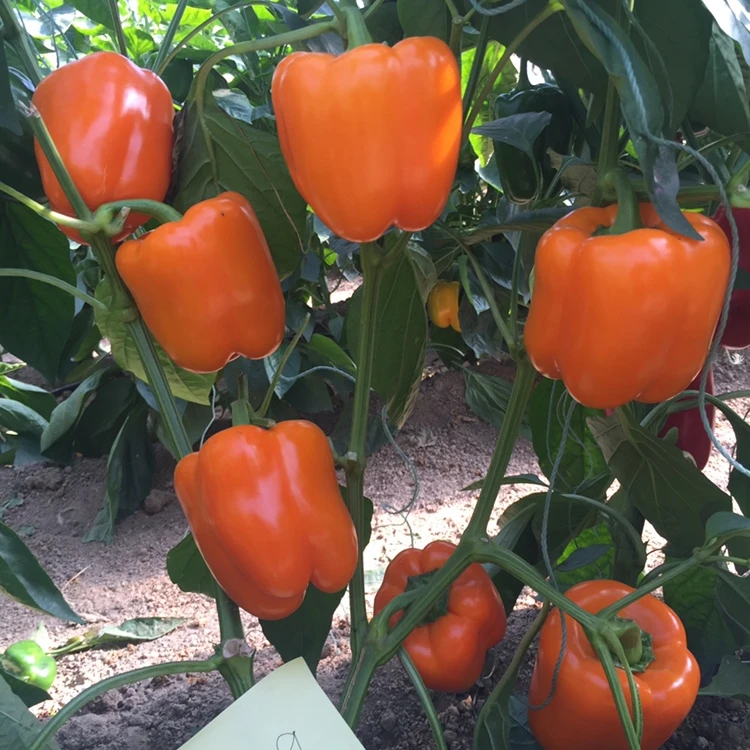 Гибридные f1 зеленые, красные, желтые семена перца, Лучшая цена, распродажа