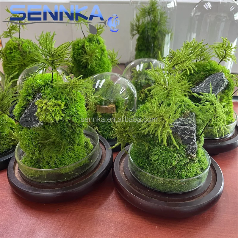 Factory wholesale preserved flower wall landscaping decoration supplies customized preserved immortal moss in glass dome