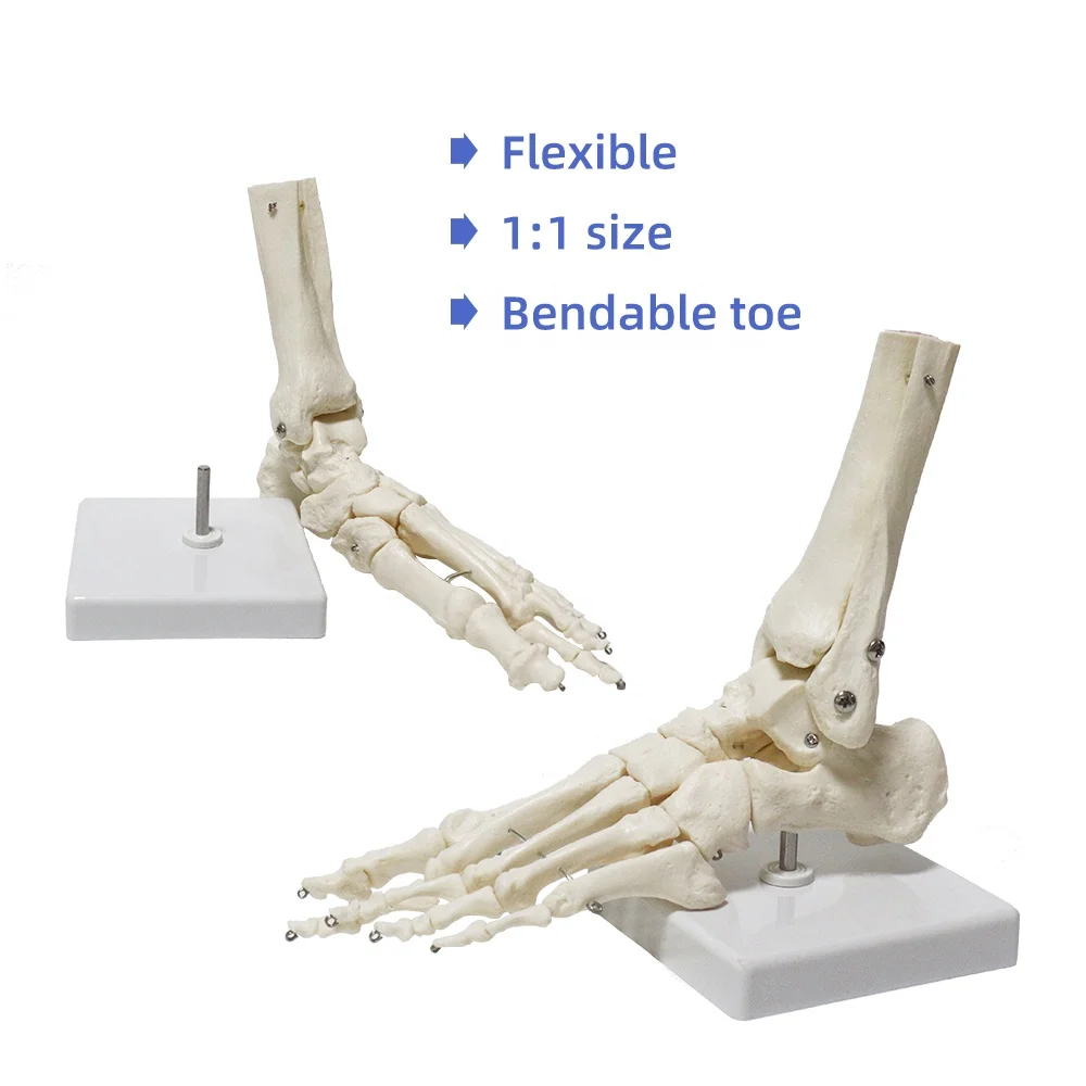 Anatomy Biological Bones Of The Foot Joint Model FRT027-01 PVC Material Foot Skeleton Model Flexible Skeleton Model