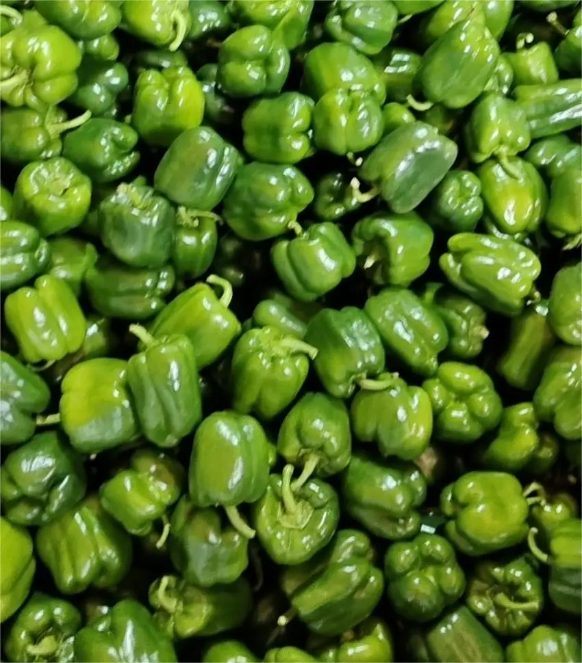 fresh sweet bell pepper fresh coloured capsicum green red yellow bell pepper