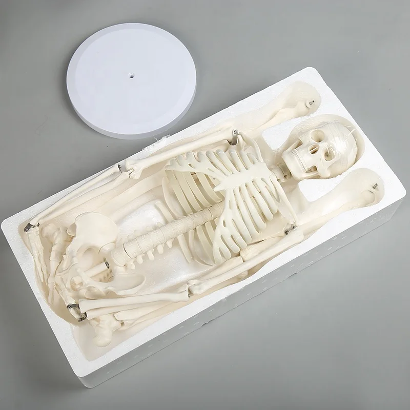 42cm Indoor/Outdoor Use Halloween Decorations Plastic Life Size Full Body Realistic Gear Movable Joints Halloween Skeleton