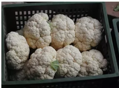 Hot sale with competitive vegetables export healthy cauliflower fresh cauliflower from China