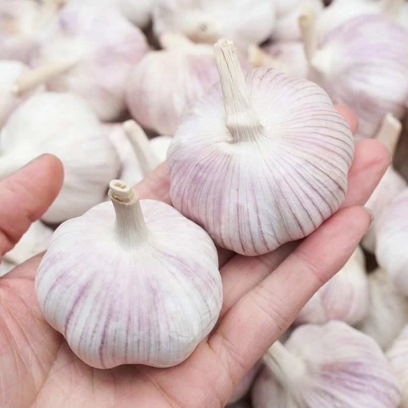 
Fresh Organic Specification Normal White Garlic Fresh Peeled 