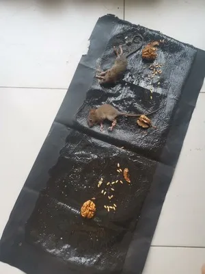 Best Good Selling Mouse Magic Carpet Trap, Long Rat Mouse Glue Traps, Disposable Rat Trap