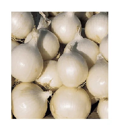 Wholesale High Quality Fresh White Red Yellow Onion with Good Price Sale by Bulk USA Onion New Season New Crop
