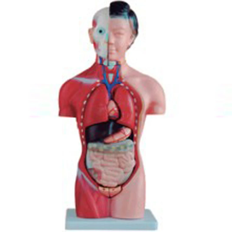 ADA-A1044 42cm/15 parts anatomical female torso model