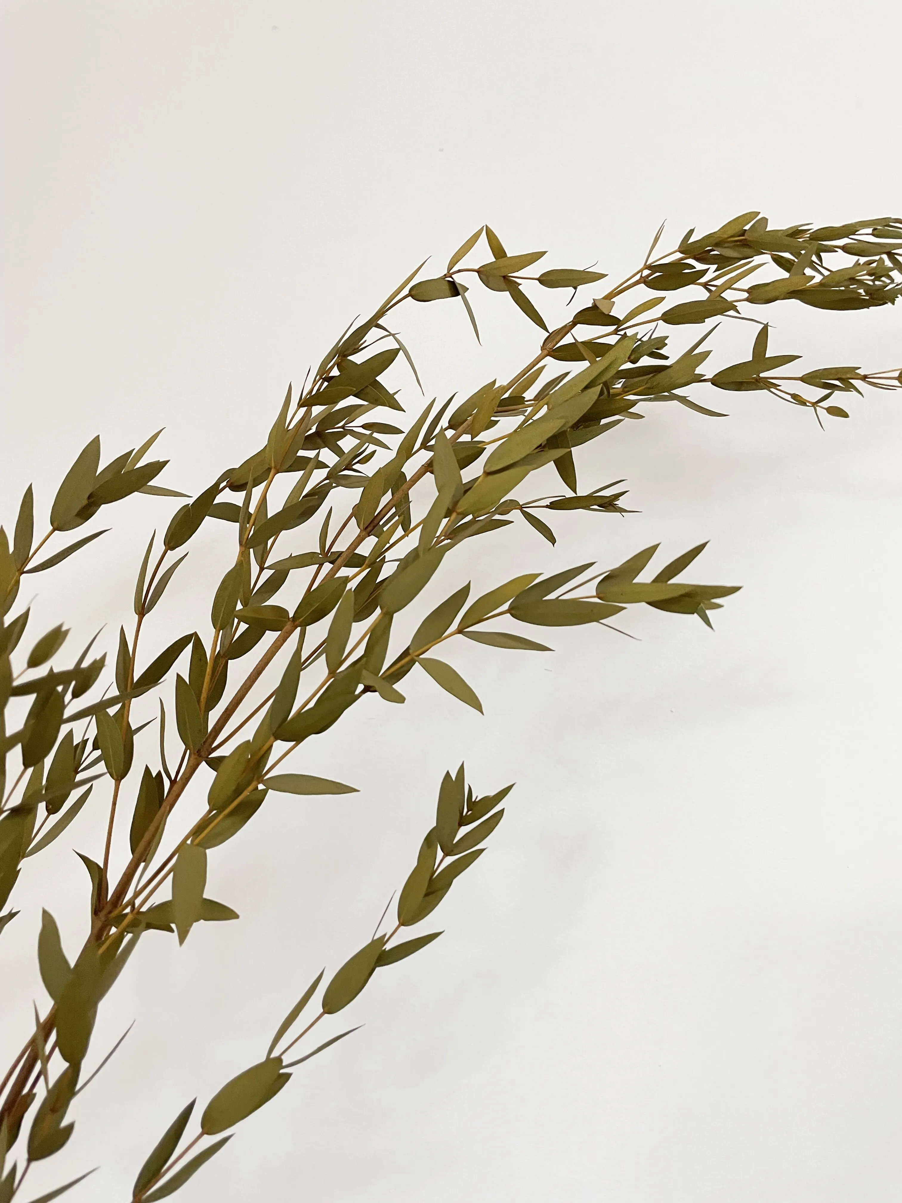 Real Eucalyptus plant house decorative vase filling branches wedding plant small leaves species Preserved Eucalyptus