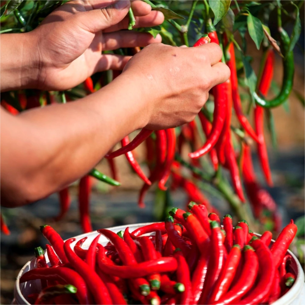 Factory Supplier Paprika Red Chili Powder Wholesale Custom Spices Herbs Sweet AD Raw Dried Chili Peppers