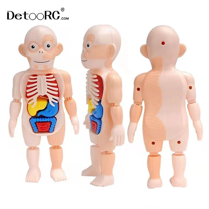 
Detoo DIY Artificial human organ education model intelligence assembled toys for kids human body model toys 