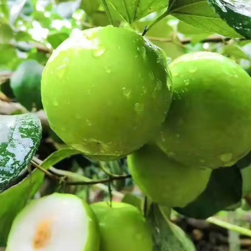 Chinese fresh fruit crisp winter jujube natural sweet fresh milk jujube