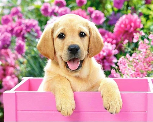 Oil Painting By Number Dog Flower Drawing On Canvas DIY Pictures By Numbers Animal Kits Home Decoration