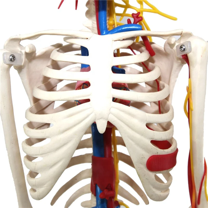  Обучающая модель из ПВХ 85 см пластиковый человеческий скелет анатомическая с нервами обучающая