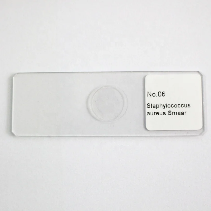 educational suppliers Staphylococcus aureus Smear microscope prepared slides microbiology accessories single item