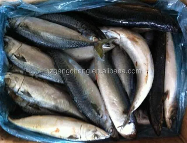 Pacific Mackerel Seafood fish fresh frozen  8/10pcs  Philippines cheap
