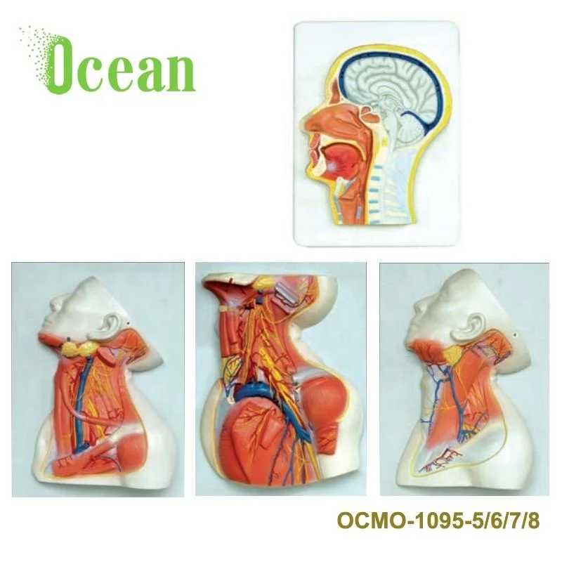 Medical Human Anatomical Face Model Head Model for Biology teaching model