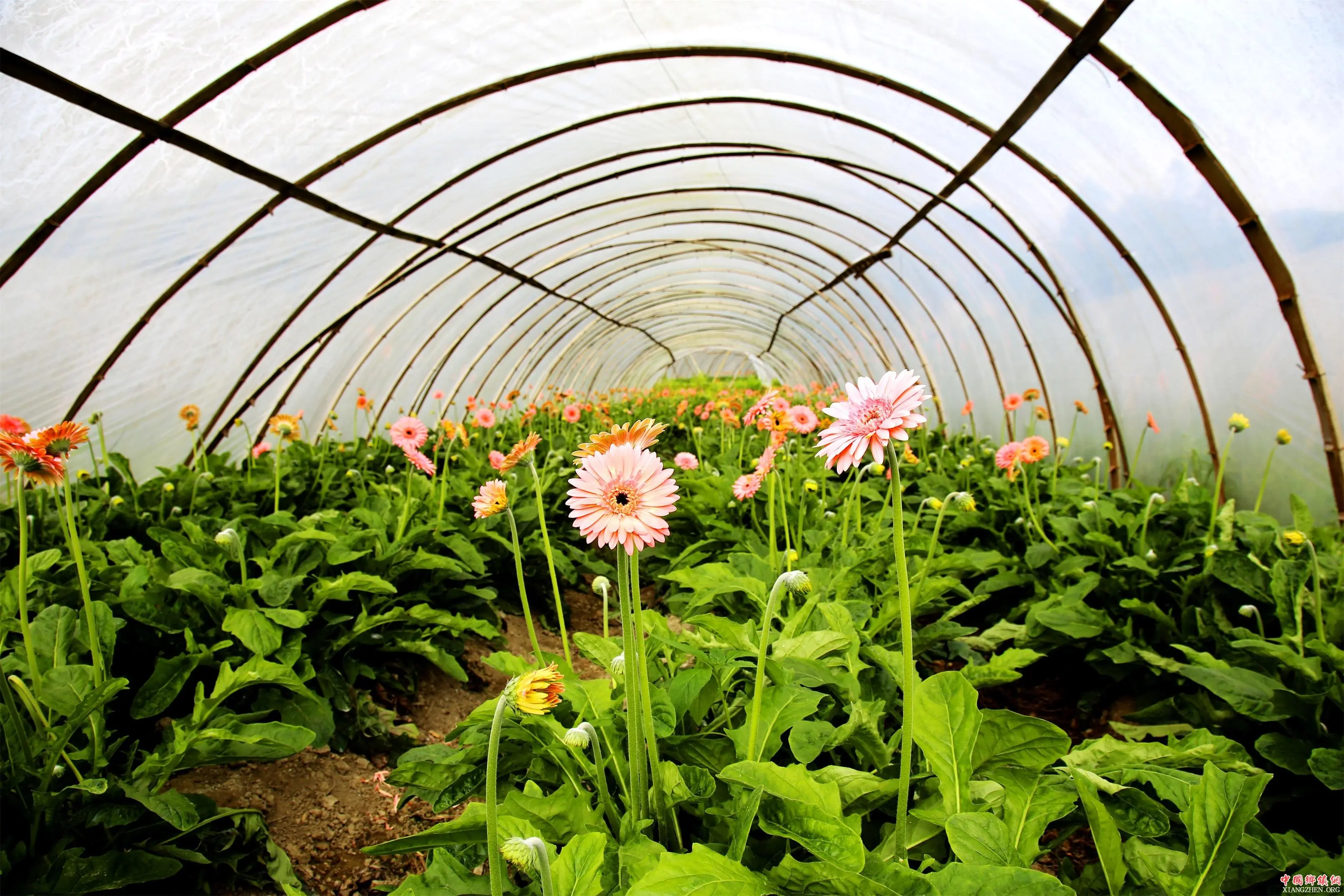 mineral source humic acid humin fertilizer for crops rapid growth