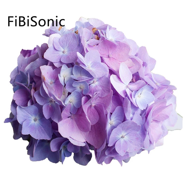 FiBiSonic 100 г/пакет гортензии семя смешанного цвета цветок садовый питомник растения Семена