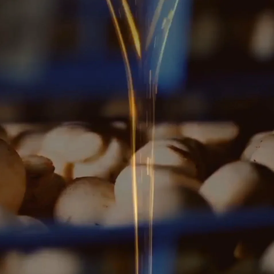 
Hotpot condiment flavoring oil canned tin 300g net weight with mushroom piece inside cooking oil 