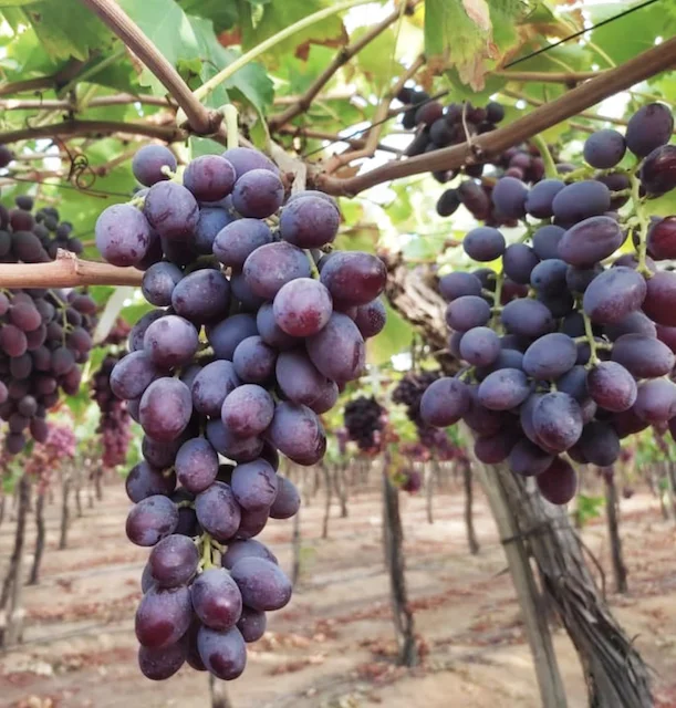 crimson Grapes red vibrant colour for importers