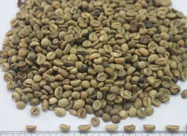 VIETNAM ROBUSTA COFFEE GREEN BEANS UNROASTED S16 WASHED NEW CROP 2023 2024 WHOLESALE LOW PRICE FACTORY HANFIMEX 0084374074818