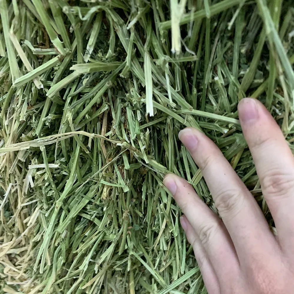 T&H Top Quality Alfalfa Hay Cubes Lucerne Hay Alfalfa Meal Bales for Sale Animal Feeding