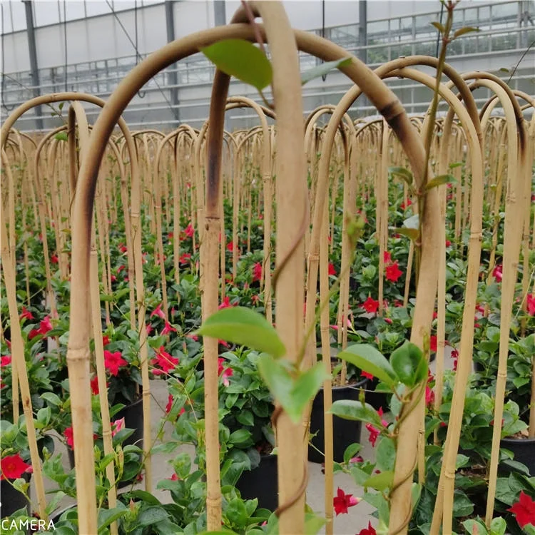 U shape bamboo cane 90cm x 10/12mm for plant support