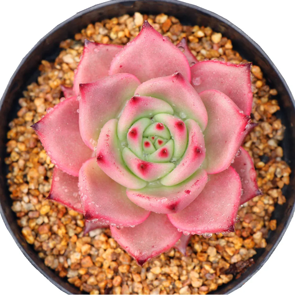 Popular echeveria agavoides Romeo succulent plants from own nursery