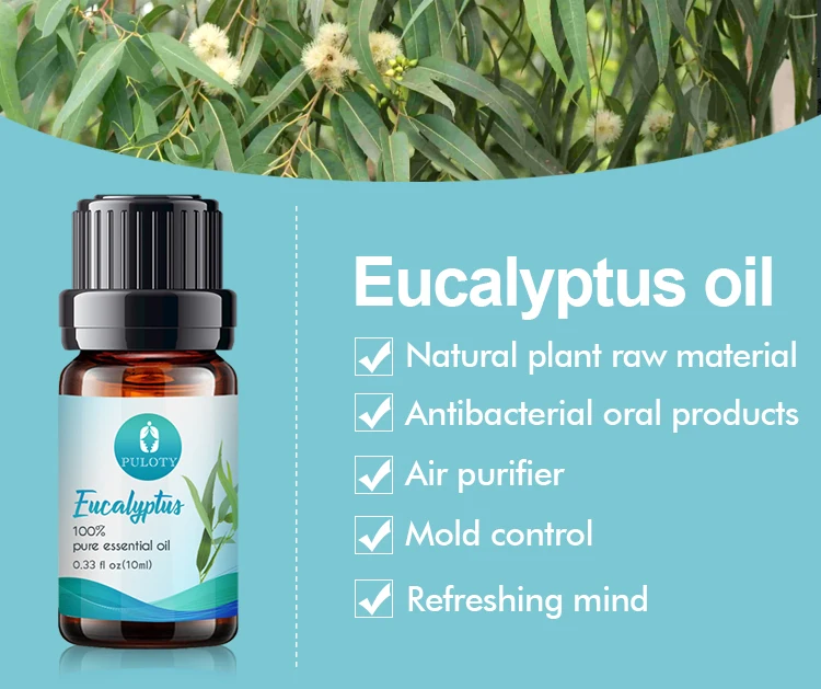Wholesale in bulk  eucalyptus plant pure eucalyptus essential oil  food grade