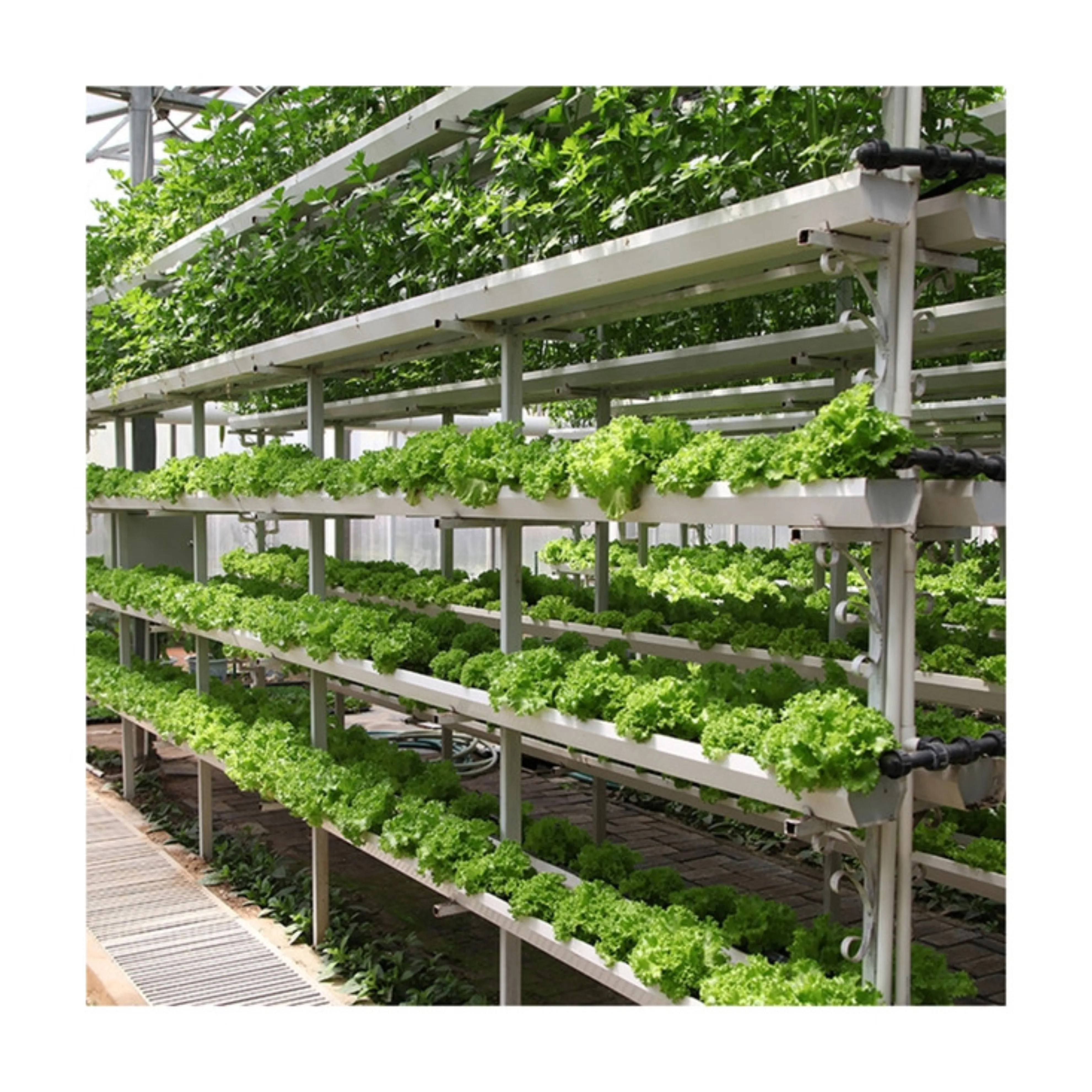 Коммерческая теплица, подводная акустическая теплица, сельскохозяйственная теплица, профессиональный производитель