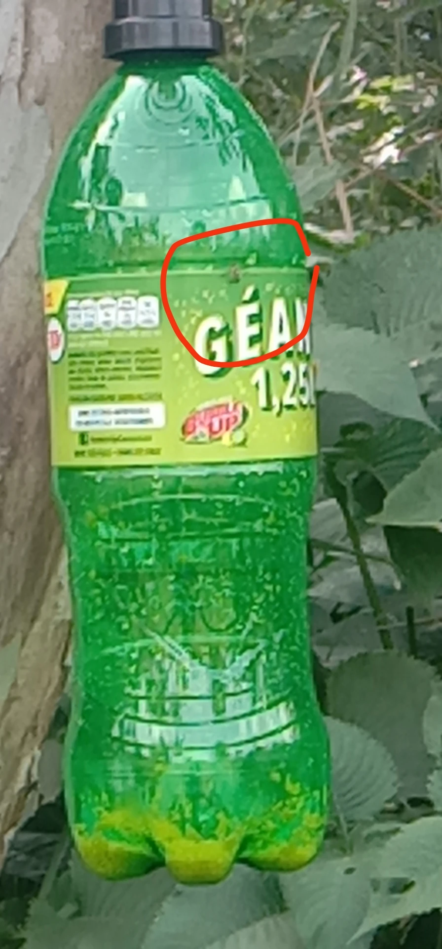 Приманка из цератта или приманка для средиземноморских фруктовых мух