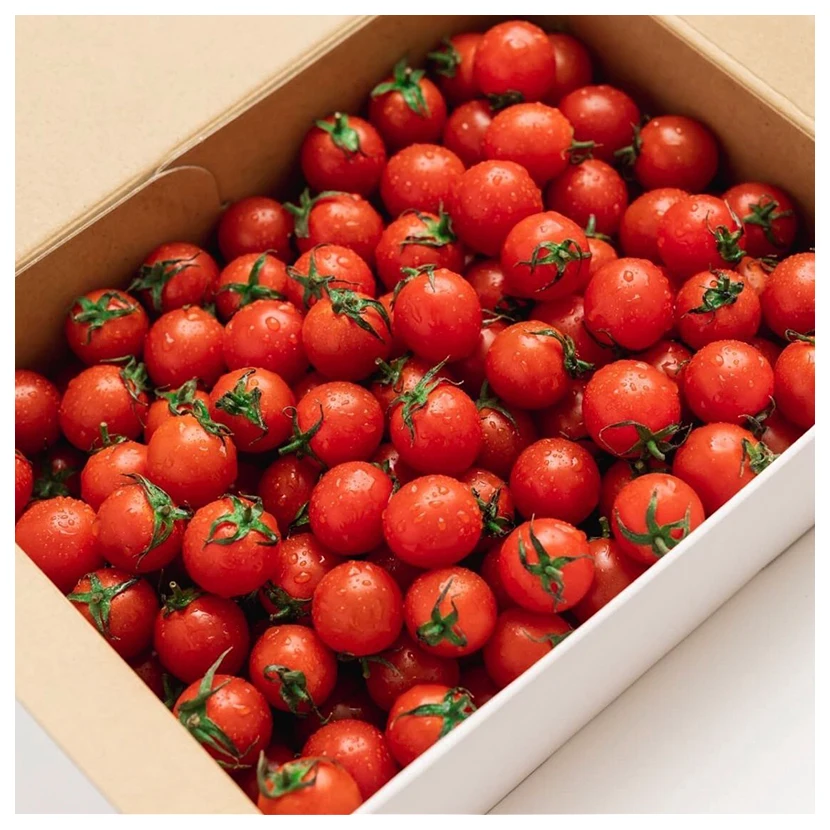 Fresh Deliciously Tomato Bulk Packing Greenhouse for Tomatoes