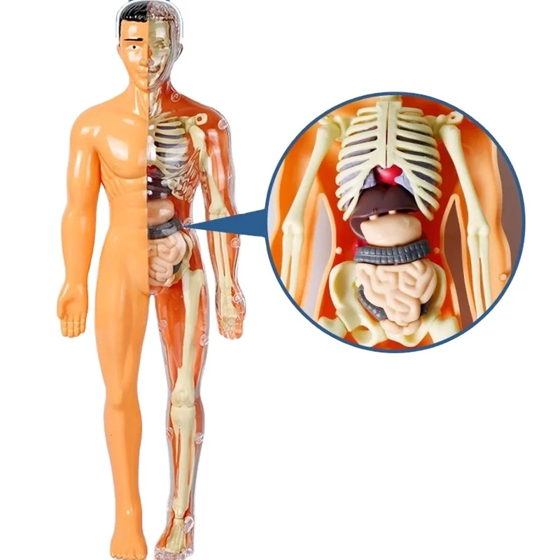 Skeleton Model Study Tools Preschool & School Medical Education Display