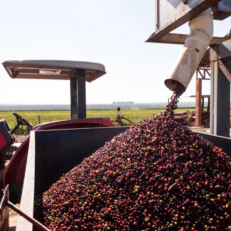 Wholesale OEM Packaging customization Roasted Coffee Beans Robusta Arabica For Instant Coffee From Viet Nam Ready To Ship