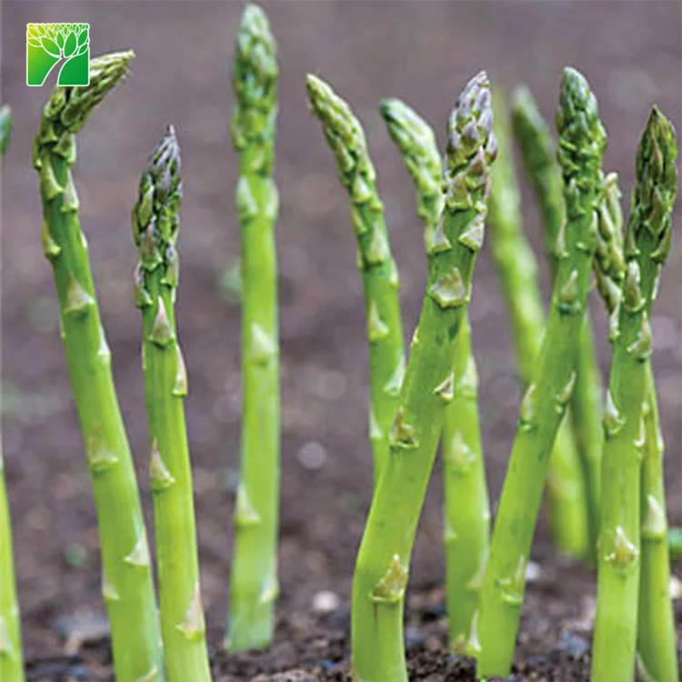 
High germination direct sow method vegetable seeds asparagus officinalis asparagus seeds 
