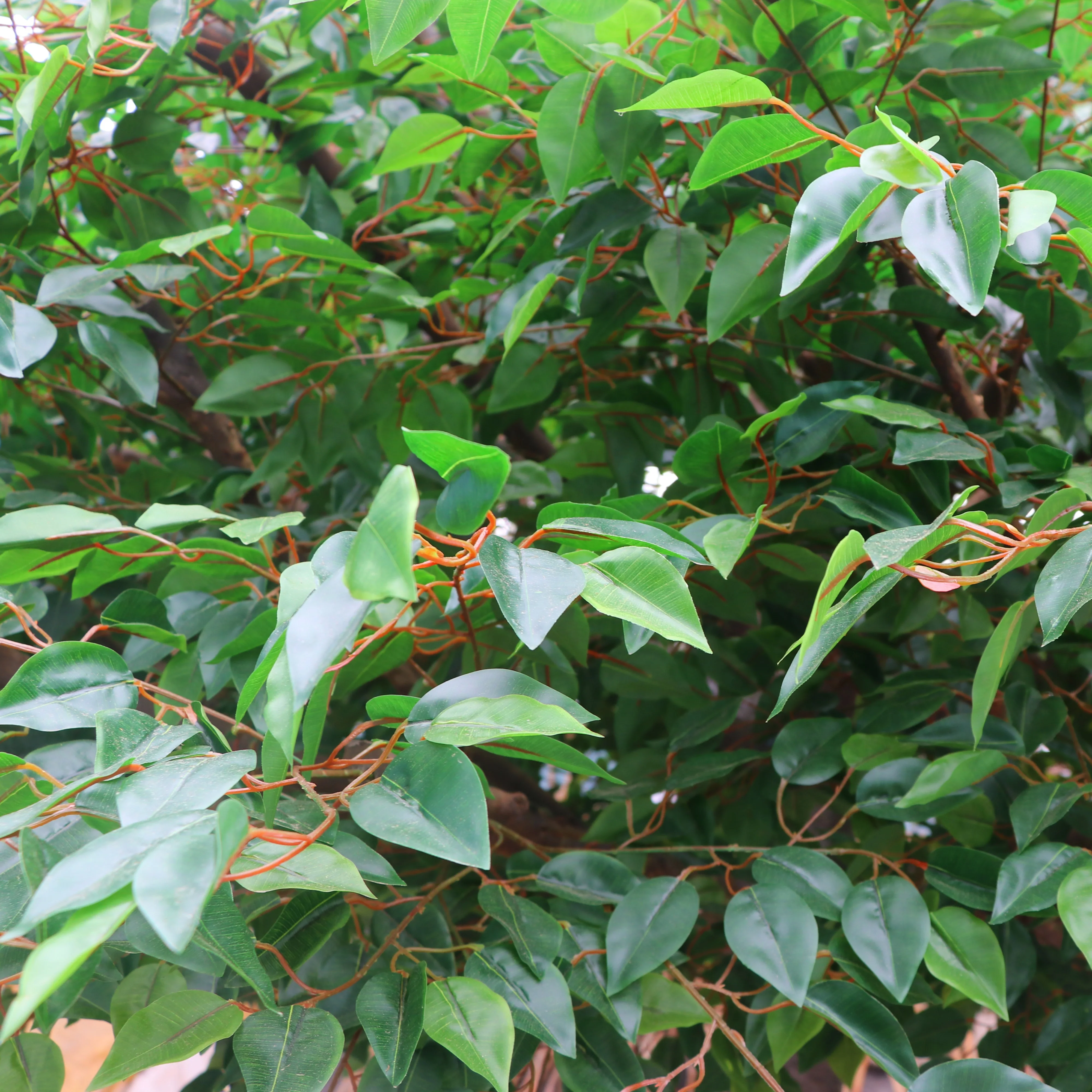 Factory custom indoor outdoor decorative ficus artificial tree  fiberglass trunk artificial banyan big tree